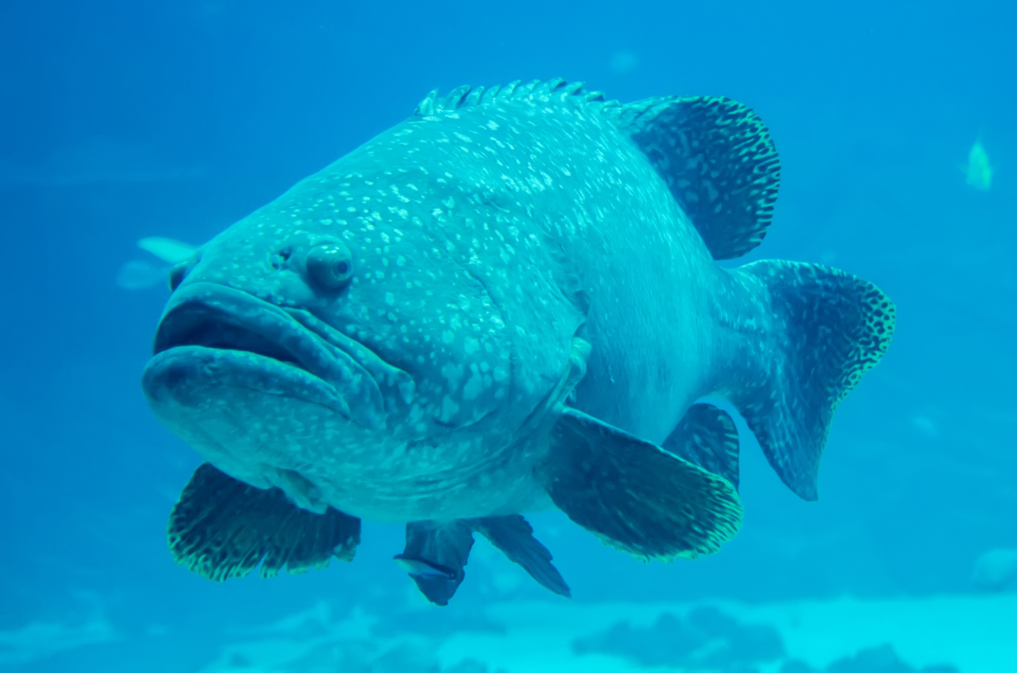 best-times-to-catch-grouper-in-florida-coop-the-game